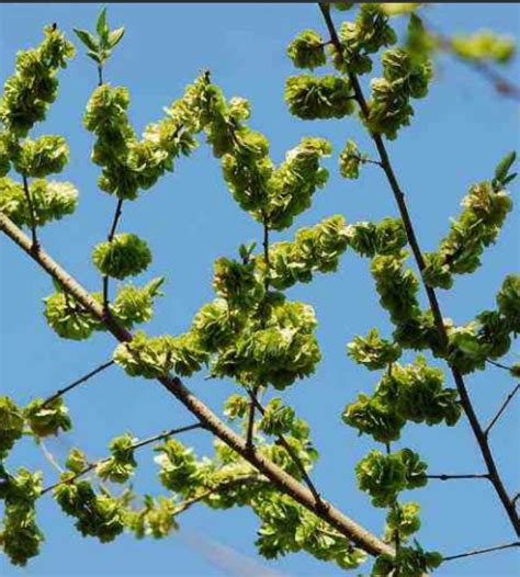 榆錢樹 榆樹|榆錢:榆樹（Ulmus pumila L.）別稱：榆實、榆子、榆仁、榆莢 